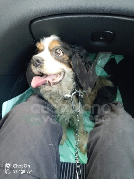 DRUENTO - Le guardie zoofile salvano un cane che viveva tra feci e immondizia - FOTO