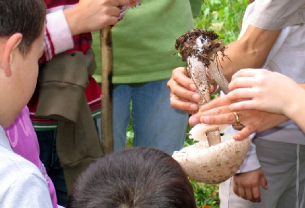 PARCO LA MANDRIA - Un corso per riconoscere i funghi