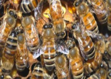 RIVOLI - Sciame d'api vicino ai loculi del cimitero cittadino: lo scopre la polizia locale