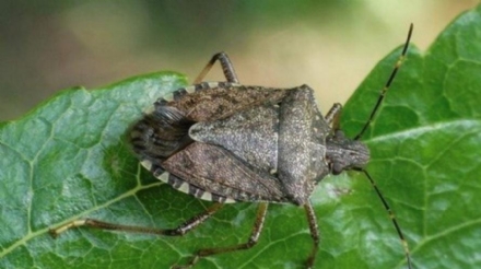 AGRICOLTURA - Cimice asiatica: 5,5 milioni per gli indennizzi alle aziende agricole