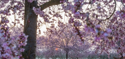 VENARIA - La Reggia festeggia, sabato e domenica, la primavera con «All’ombra dei ciliegi in fiore»