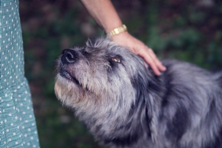 Adottare un cane fa bene a tutta la famiglia