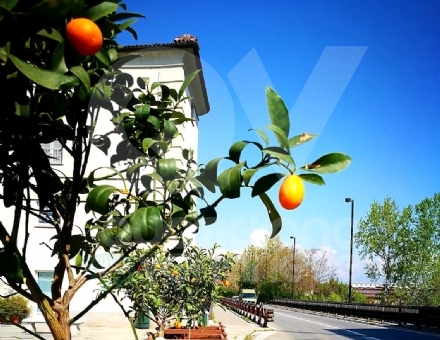 VENARIA - Rubate (e mangiate) alcune arance selvatiche ornamentali in piazza Vittorio Veneto