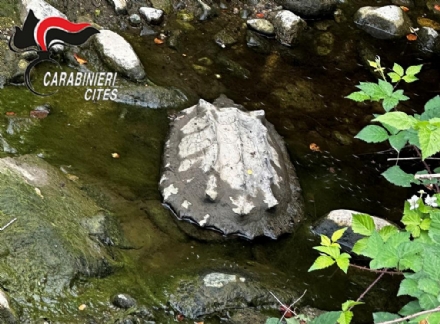 PIANEZZA - Pericolosa tartaruga in un ristagno del Fellone: sequestrata dai carabinieri - FOTO