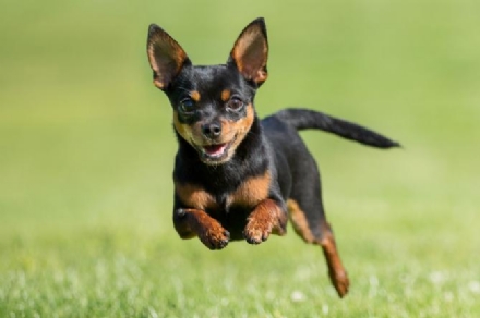 CRONACA - Uccide il cane della moglie gettandolo dal terzo piano