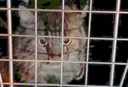 COLLEGNO - Gattino intrappolato nell'intercapedine di una cantina: salvato dai pompieri - FOTO