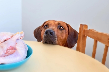 Curiosità sull'alimentazione del cane, il cibo perfetto per la sua salute