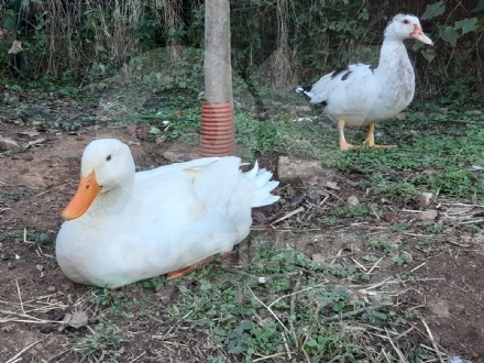 MAPPANO - Anatra ferita da un cane al Parco Unione Europea: guarita, ora è affidata a una famiglia