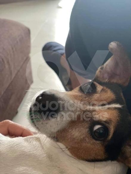 COLLEGNO - Cagnolina avvelenata dopo aver mangiato un boccone in piazza della Repubblica