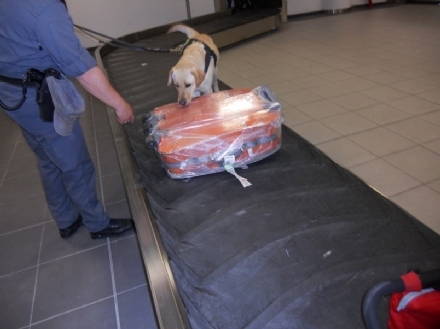 CRONACA - Il cane Zeby della Finanza scova 100mila euro "sospetti"