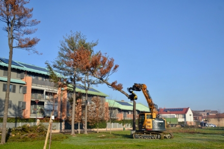 GRUGLIASCO - Via agli abbattimenti nel parco Pineta nel quartiere Borgo Nuovo - FOTO
