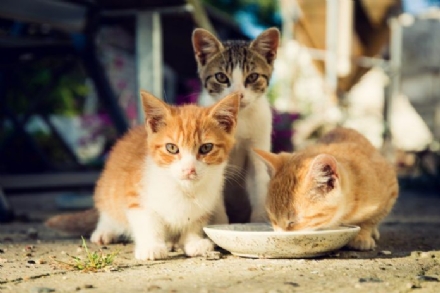 VENARIA - Troppi gatti randagi: via alla campagna straordinaria di sterilizzazione