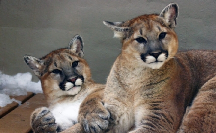 FIANO - Nel giardino della villa aveva due puma: assolto il rampollo Mario Ginatta