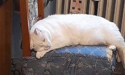 VENARIA - Si cerca Ben, gattone bianco con gli occhi azzurri, scappato dalla zona di via Trento
