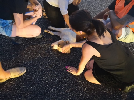 COLLEGNO - Pitbull scappano di casa: uno viene investito in tangenziale
