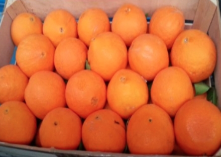 VENARIA - Anche nella Reale arriva la «truffa della frutta»