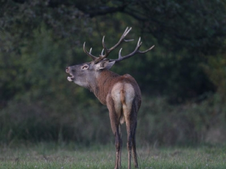 PARCO LA MANDRIA - Una settimana al Parco: gli appuntamenti fino all'8 gennaio