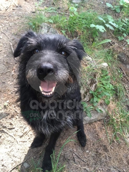 DRUENTO - Il cane vaga per la città e i civich multano il proprietario: 100 euro di sanzione