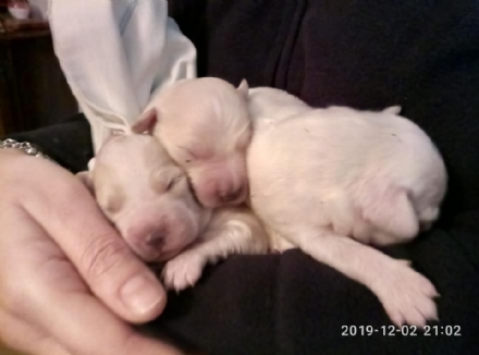 GRUGLIASCO - Cagnolini dentro a un sacchetto della spazzatura, abbandonati in via Don Caustico