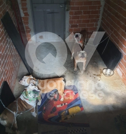 TORINO-VENARIA - Bulldog inglesi costretti a vivere in cantina: salvati dalle guardie zoofile di Agriambiente