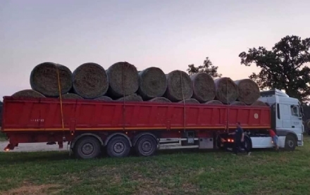 VENARIA - Gli agricoltori di Venaria e Rocca Canavese solidali con la Sardegna: in arrivo camion pieni di fieno - FOTO