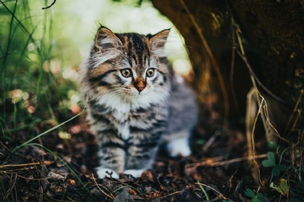 VENARIA - L'appello del Comune: «Non dare da mangiare ai gattini appena nati nelle colonie feline della città»