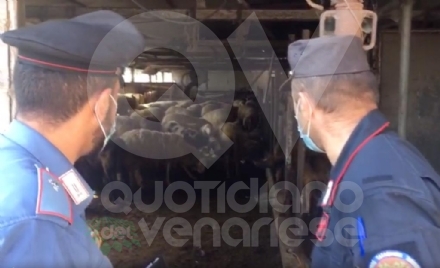 MAPPANO - Nuovo mattatoio abusivo: ovini pronti per essere macellati per la Festa del Sacrificio