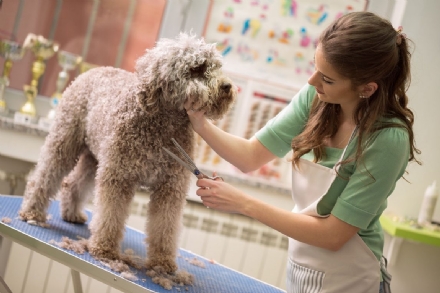 CORONAVIRUS - Da domani riaprono gli esercizi di toelettatura degli animali da compagnia