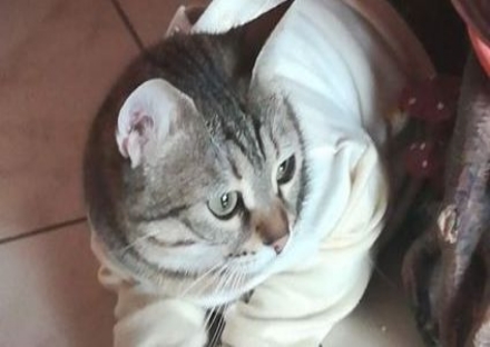 GRUGLIASCO - La gattina Mya è sparita: l'appello della sua padrona e della famiglia