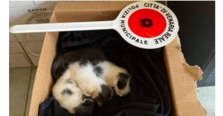 VENARIA - Quattro mici chiusi in una busta di plastica: salvati grazie ad un cittadino. Ora cercano una famiglia