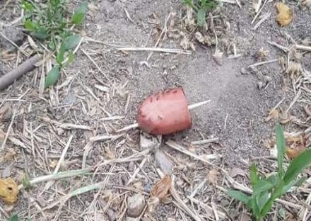 VENARIA - Boccone di carne con stuzzicadenti trovato nei giardini del Gallo Praile