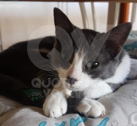 VENARIA - Si cerca Selina, gattina di sei mesi grigia e bianca, scappato in via Mensa - FOTO