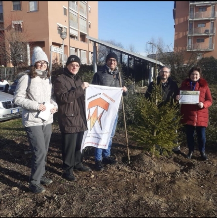 COLLEGNO - Il Comitato di Quartiere di Borgata Paradiso dona un abete per piazza Pertini
