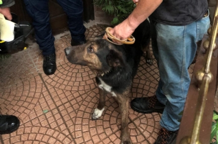 CIRIE'-VAL DELLA TORRE - I proprietari sono in ferie: il cane rimane a casa. Salvato dai vigili