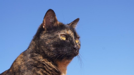 ORRORE A DRUENTO - Colpi di fucile contro un gatto in zona Pagliare: salvo per miracolo