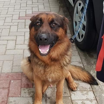 DRUENTO - Cucciolo di cane morto per avvelenamento
