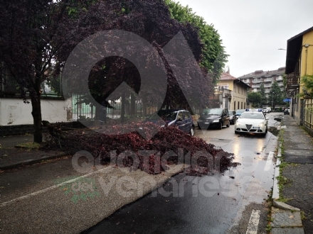 VENARIA - Pioggia e vento fanno cadere un ramo sopra ad un'auto parcheggiata: strada chiusa