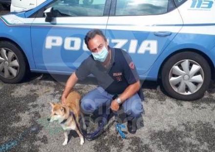 RIVOLI - Il cane scappa dalla propria abitazione, la polizia lo trova e lo riconsegna al proprietario