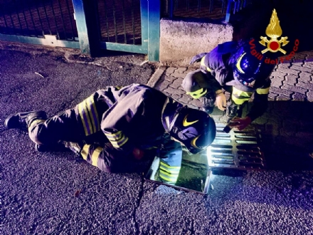 PIANEZZA - Gatto finisce in un tombino in via Musinè: salvato dai vigili del fuoco di Alpignano - FOTO