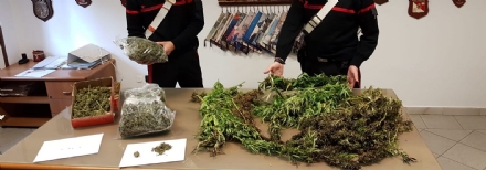 GRUGLIASCO - In casa tre piante di marijuana: 50enne denunciato dai carabinieri