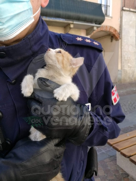 DRUENTO - Gattino rimane incastrato nelle ruote di una macchina: salvato dalla municipale