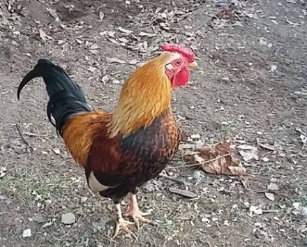 GRUGLIASCO - Il gallo cerca una nuova casa: «minacciato» dai vicini perché canta al mattino