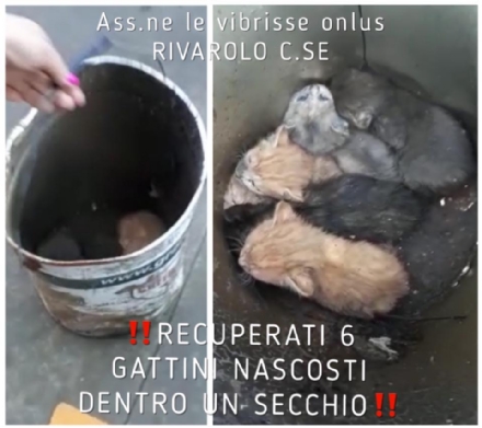 BORGARO - Sei gattini erano nascosti in una latta grande di vernice (vuota): trovati e salvati