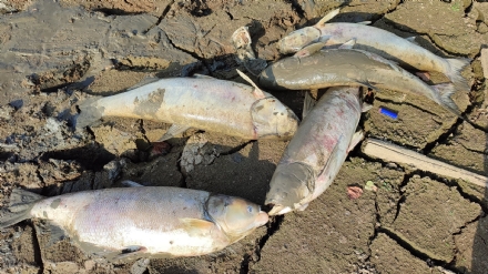 SHOCK A PIANEZZA - Tra incuria e siccità, quanti pesci morti nel lago Fontanej - FOTO
