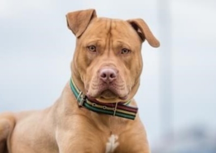 DRAMMA A GRUGLIASCO - Aggredito dai suoi cinque pitbull: senzatetto grave in ospedale