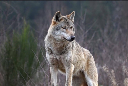 ANIMALI - Carcassa di lupo trovata lungo la tangenziale nord