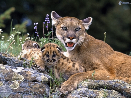 FIANO - Teneva in casa due cuccioli di puma: multa da 35mila euro