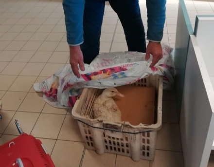 VENARIA-GRUGLIASCO – Anatra salvata dai sanitari del Canc e riaffidata al suo proprietario