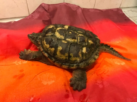 COLLEGNO-GRUGLIASCO - Un esemplare di tartaruga azzannatrice abbandonata in via Possasso