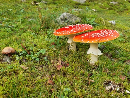 RIVOLI - Sei persone in ospedale per intossicazione da funghi. I consigli dell'Asl To3